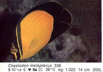 Chaetodon melapterus